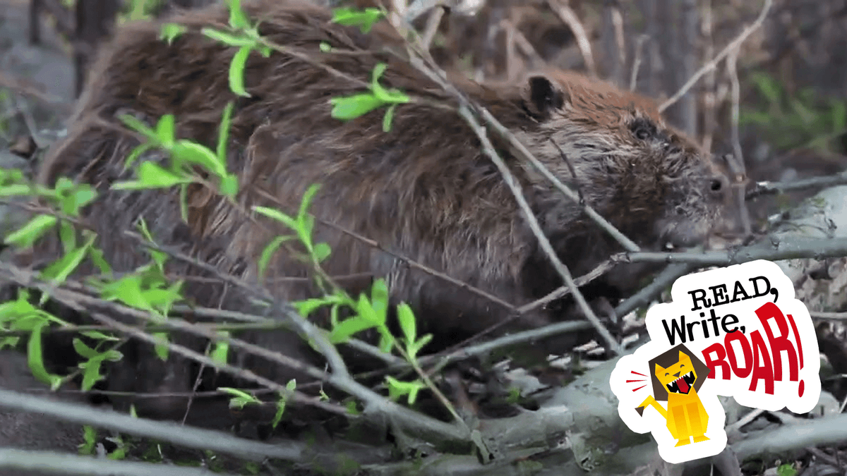 Writing About Wetlands and Their Importance | Mrs. Mask | Read, Write, ROAR!