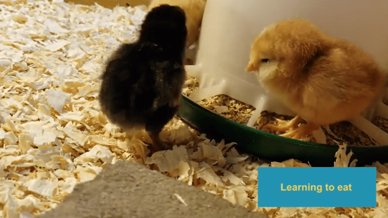 Educational Video