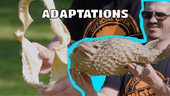 Educational Video