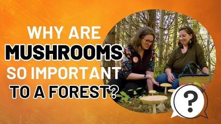Educational Video