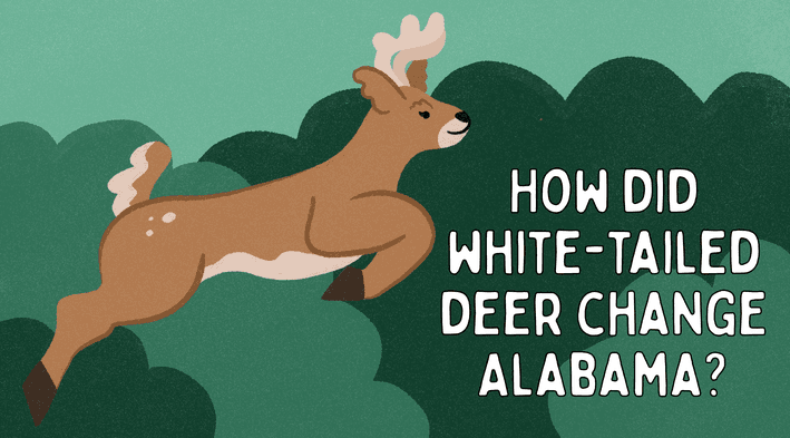 Educational Video