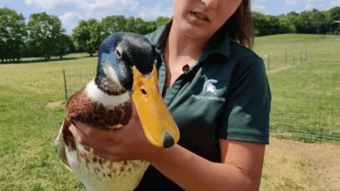 MSU Extension Tollgate Farm duck