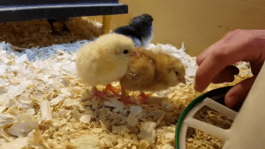 Three baby chicks, one yellow, one brown, and one black, in an incubated enclisure. The yellow and brown chicks are looking at a human hand touching their food dispenser.