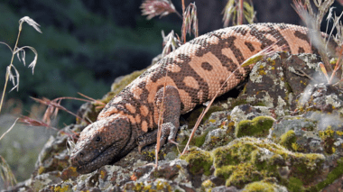 A brown and reddish-beige gila monster lizard on a rock