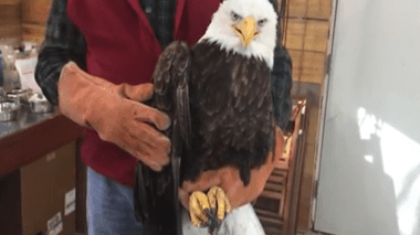 A handler holding a bald eagle by the legs and supporting its wing