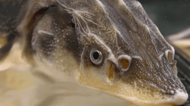 A close up shot of a lake sturgeon fish