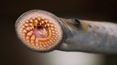 An up close photo of a sea lampreys mouth. Provided by GLFC.