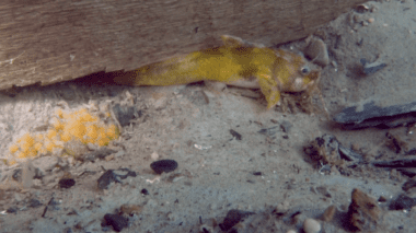A adult madtom fish hiding under a rock